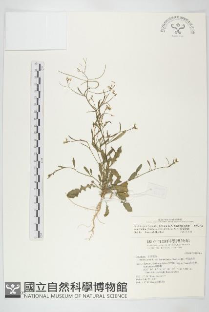 玉山筷子芥藏品圖，第1張