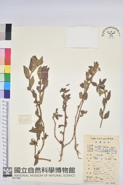 乳仔草藏品圖，第1張