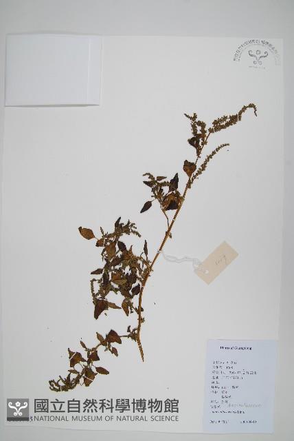 野莧菜藏品圖，第1張