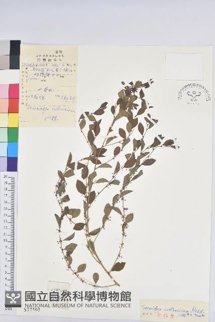 葉底珠、市蔥密花葉底珠藏品圖，第1張