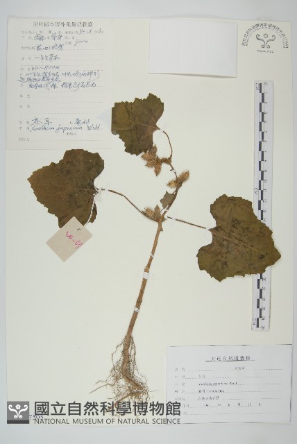 蒼耳藏品圖，第1張