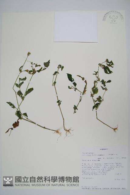 登錄號:S097505藏品圖，第1張