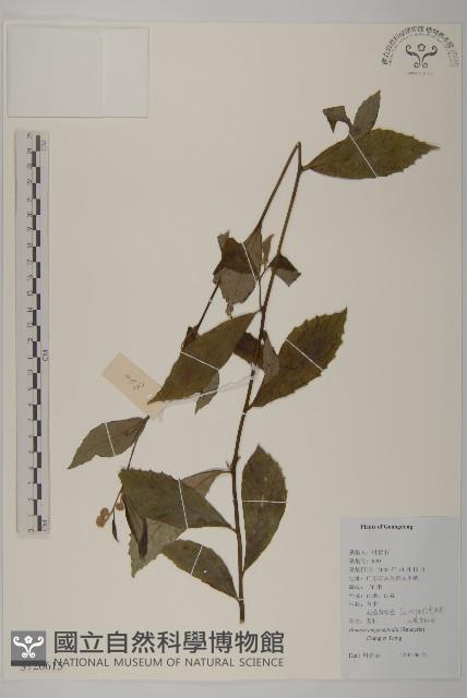 大頭艾納香藏品圖，第1張