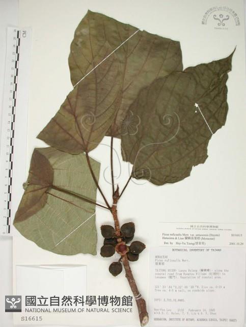 蘭嶼落葉榕藏品圖，第1張