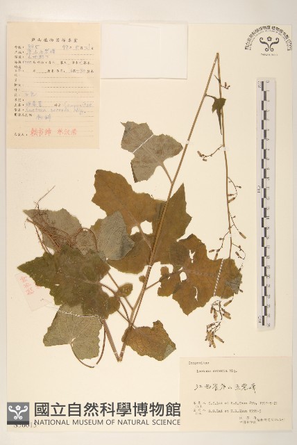 山萵苣藏品圖，第1張