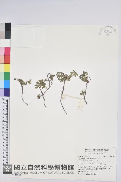 高山白珠樹藏品圖，第1張