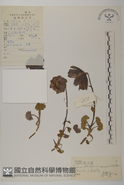 鐘花垂頭菊藏品圖，第1張