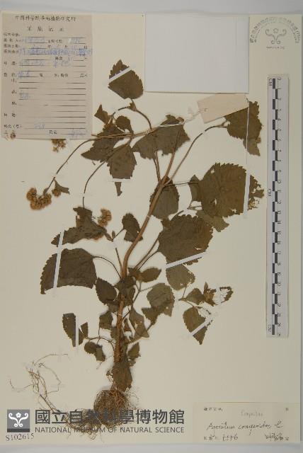 霍香薊藏品圖，第1張