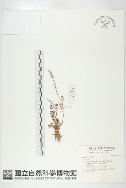 登錄號:S042615藏品圖，第1張