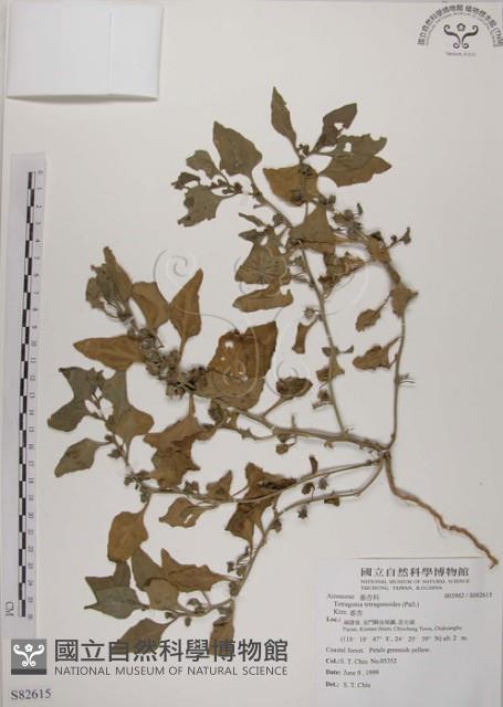 番杏藏品圖，第1張