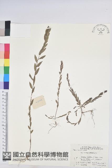 葉下珠、珠仔草藏品圖，第1張