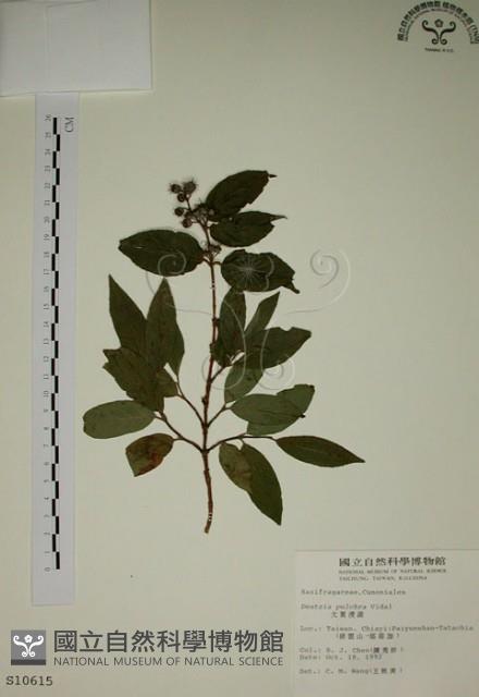 大葉溲疏藏品圖，第1張