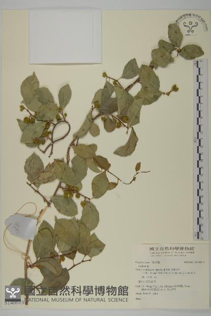 登錄號:S140615藏品圖，第1張