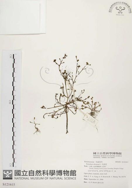 馬齒莧藏品圖，第1張