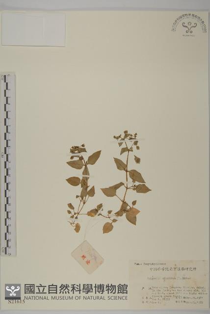 牛繁縷藏品圖，第1張