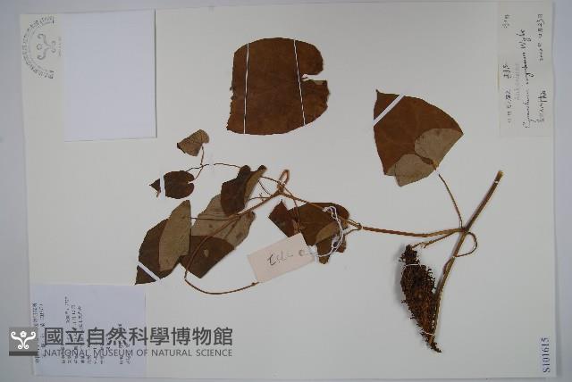 刺瓜藏品圖，第1張