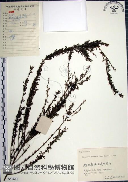 鐵掃帚、千里光藏品圖，第1張