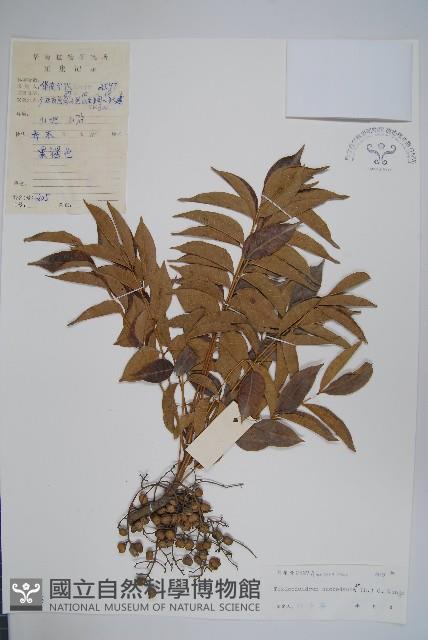 野漆、木臘樹藏品圖，第1張