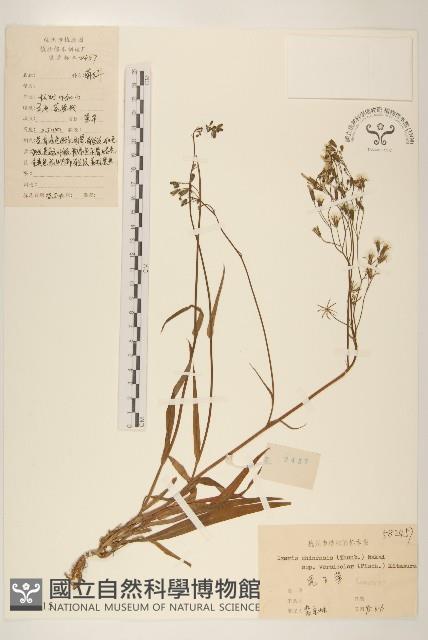 兔子菜藏品圖，第1張