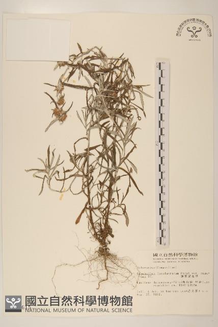 分枝鼠麴草藏品圖，第1張