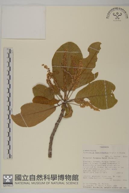 登錄號:S093615藏品圖，第1張