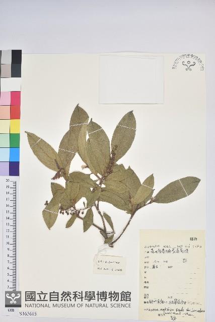 銳葉南燭藏品圖，第1張