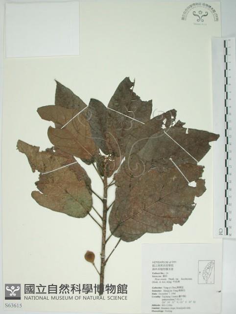 牛乳榕藏品圖，第1張