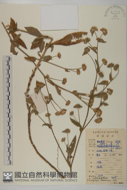 白花地膽草藏品圖，第1張