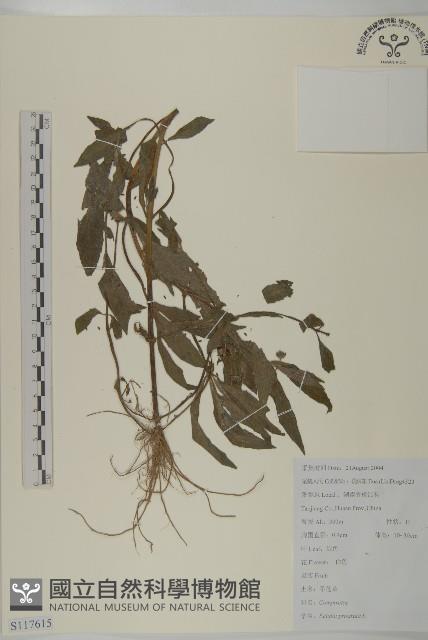 鱧腸藏品圖，第1張