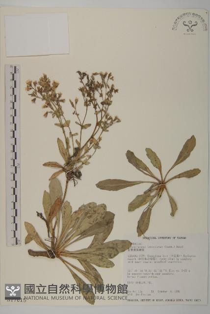 細葉假黃鵪菜藏品圖，第1張