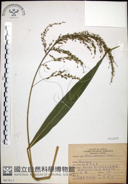 棕葉狗尾草藏品圖，第1張