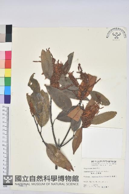 刺栲、鉤栗、火燒柯藏品圖，第1張