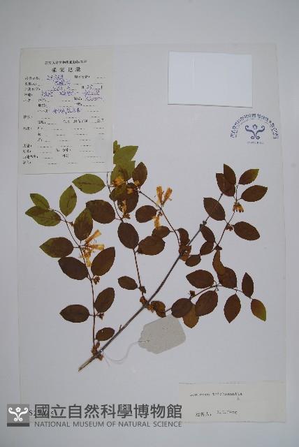 毛花忍冬藏品圖，第1張