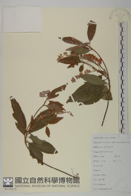 江南山柳藏品圖，第1張