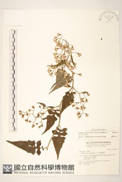 裂葉蔓黃菀藏品圖，第1張