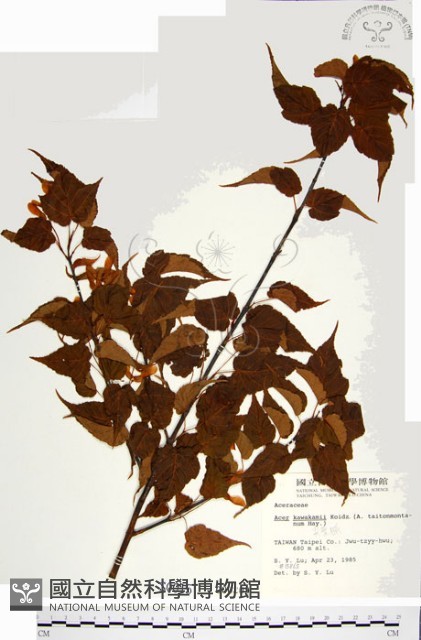 尖葉槭藏品圖，第1張
