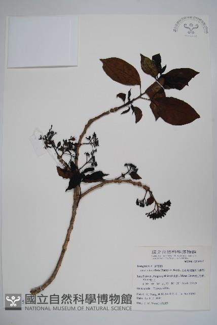 長花厚殼樹藏品圖，第1張