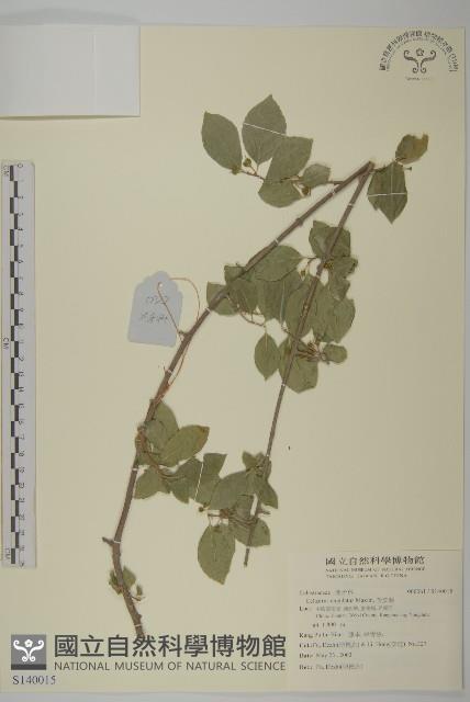 苦皮藤藏品圖，第1張