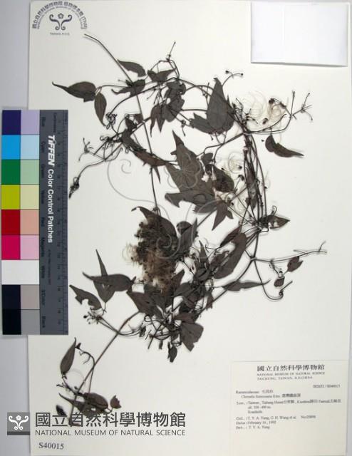 臺灣鐵線蓮藏品圖，第1張