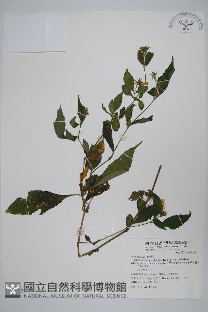 臺灣馬藍藏品圖，第1張