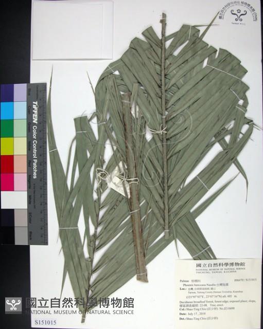 台灣海棗藏品圖，第1張