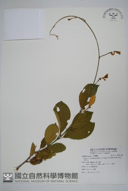 武靴藤藏品圖，第1張