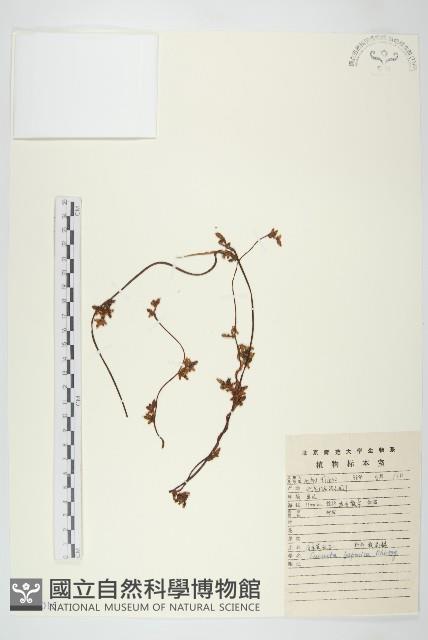 日本菟絲子藏品圖，第1張