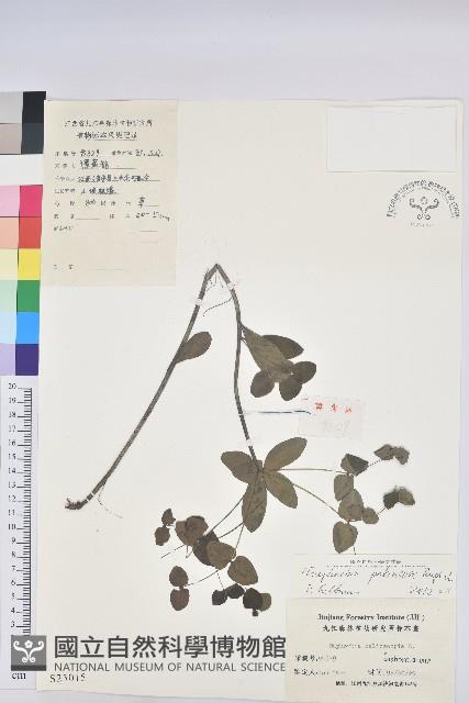 大戟藏品圖，第1張