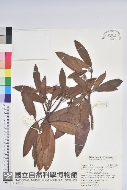 森氏杜鵑、森氏滿江紅藏品圖，第1張