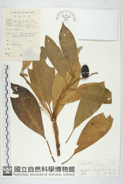 馬蹄參藏品圖，第1張