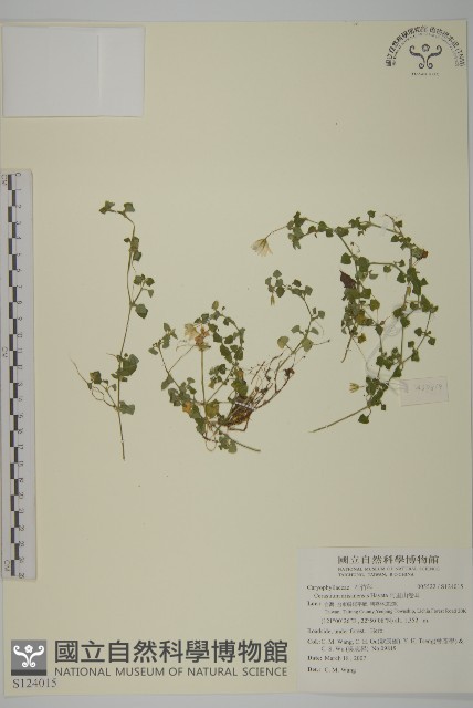 阿里山卷耳藏品圖，第1張