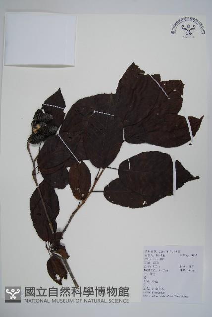 江南榿木藏品圖，第1張