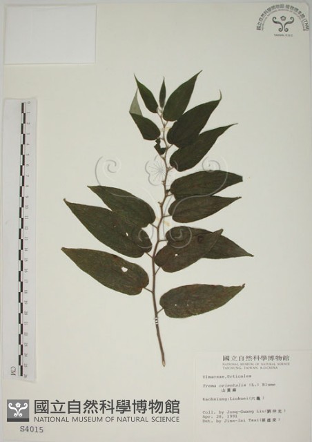 山黃麻藏品圖，第1張