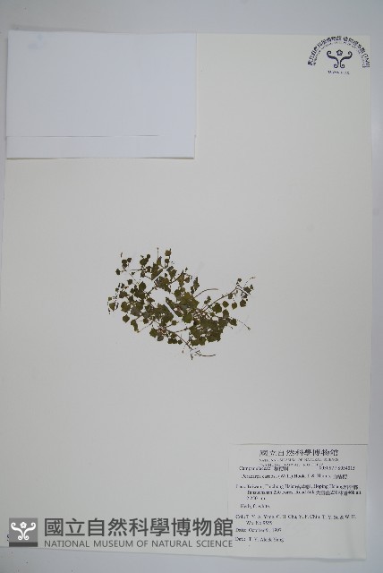 山桔梗藏品圖，第1張